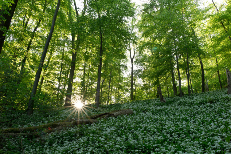 Epson Europe releases its 2023/24 Sustainability Report